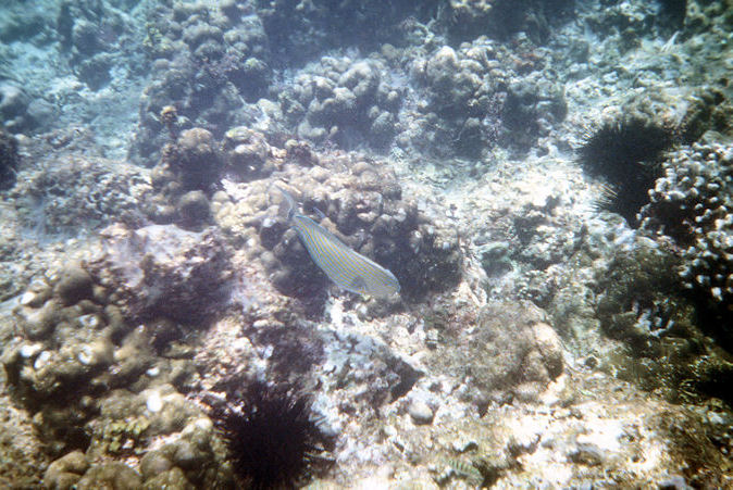 Seychellen Unterwasser-035.jpg